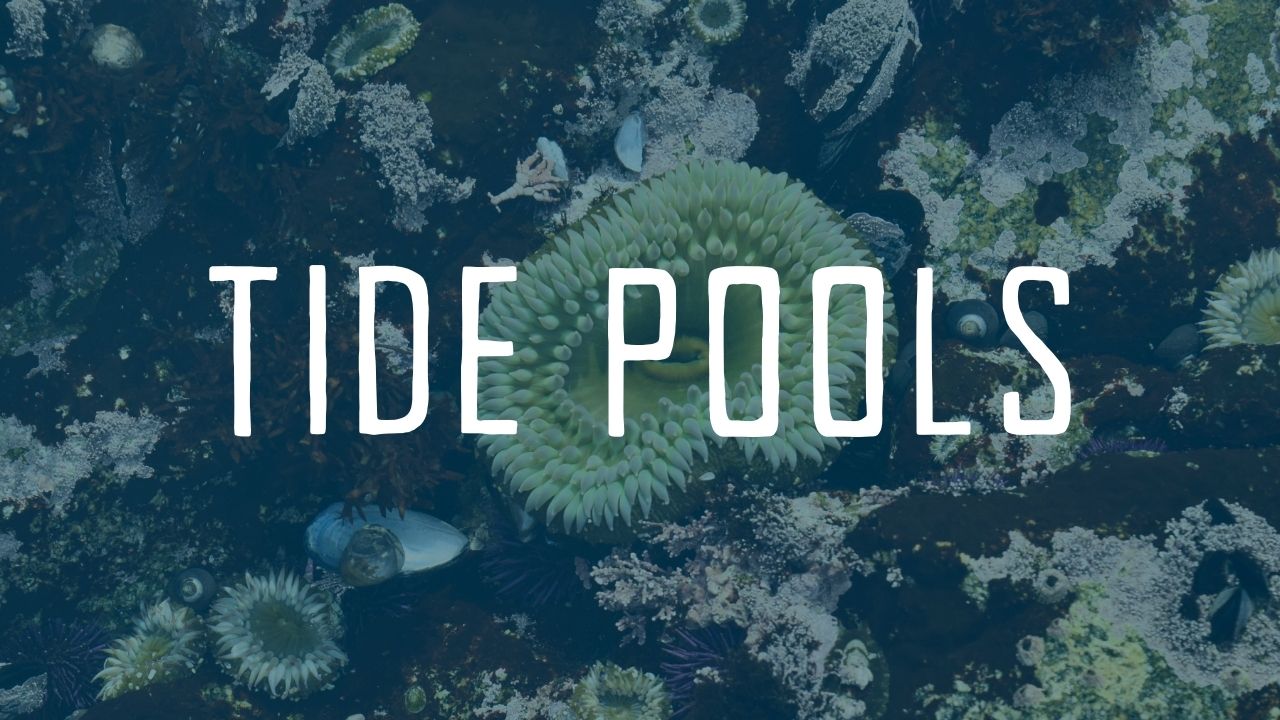 Tide Pools (Teacher-Led)