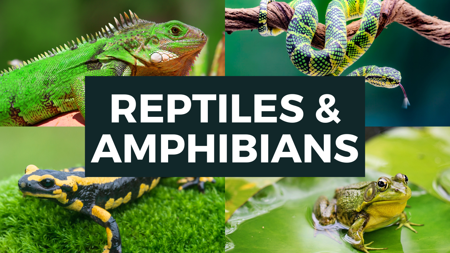Reptiles & Amphibians (Teacher-Led)