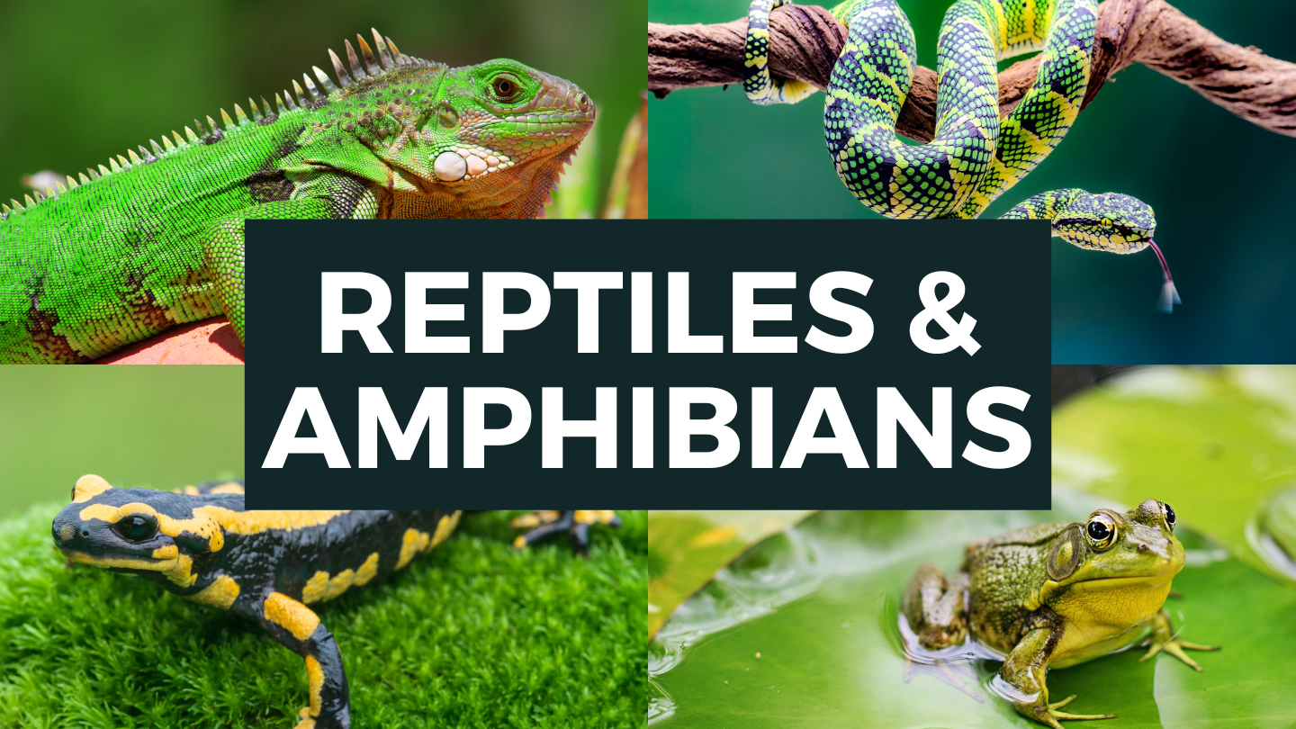 Reptiles & Amphibians