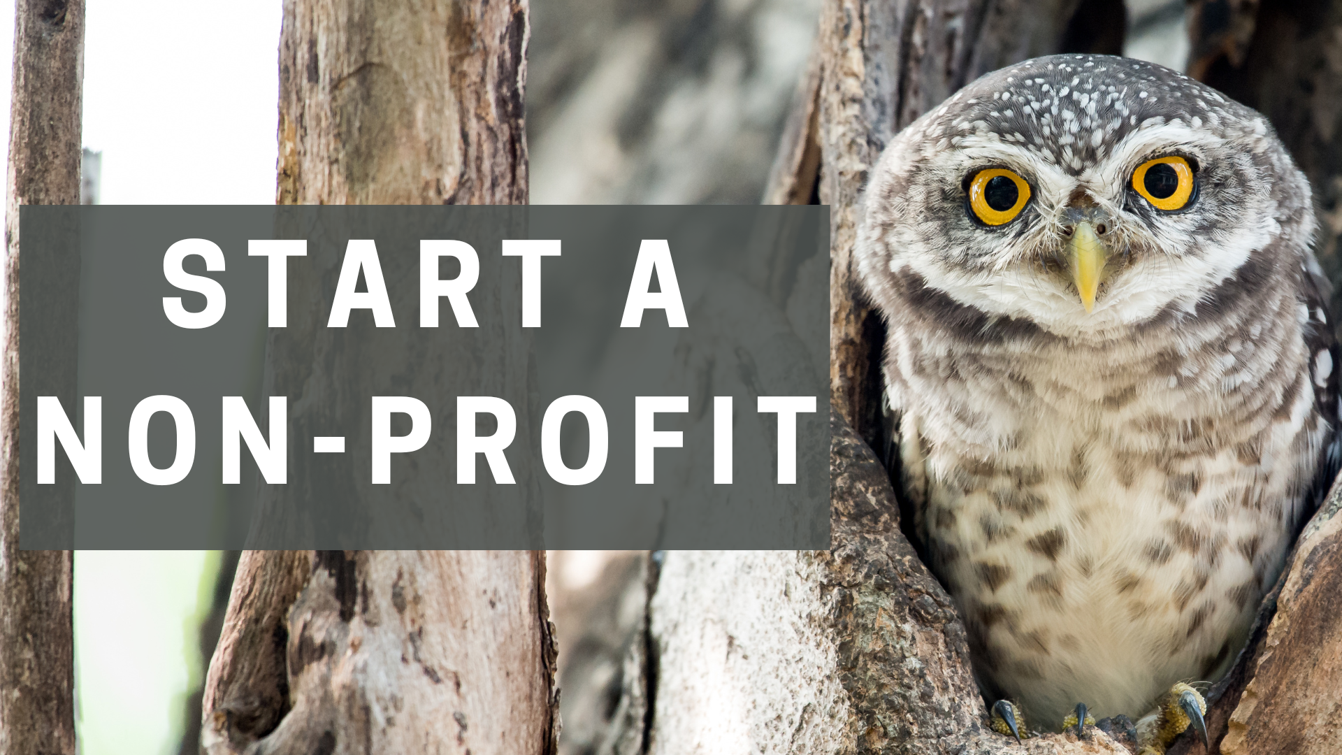 How to Start & Run Your Own Nonprofit